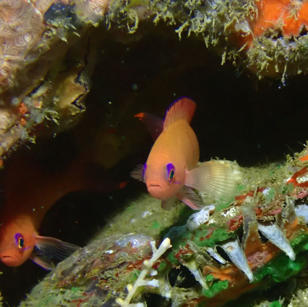 Marquesan Anthias