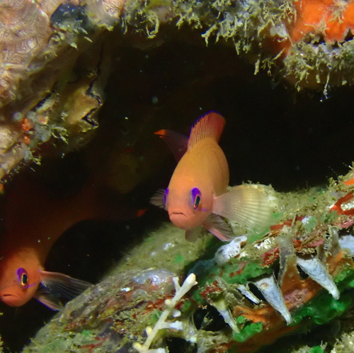 Marquesan Anthias
