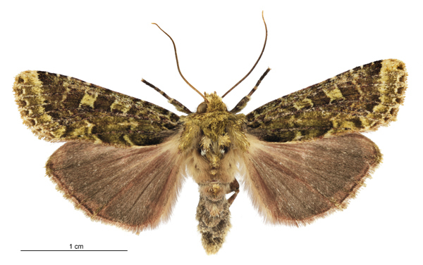 Mahoe-stripper moth