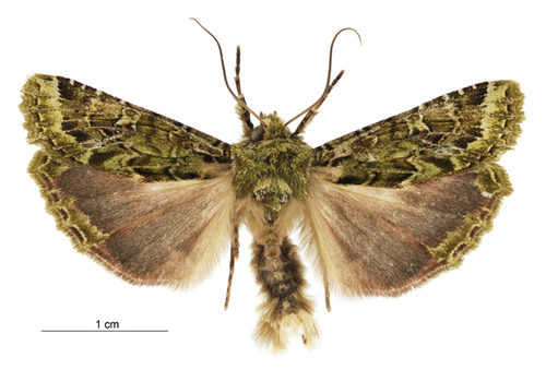 Mahoe-stripper moth photo 3