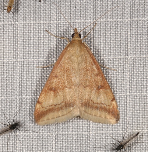 Sociable Pyrausta Moth and Allies photo 5