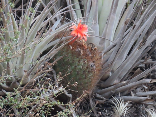 Matucana aurantiaca
