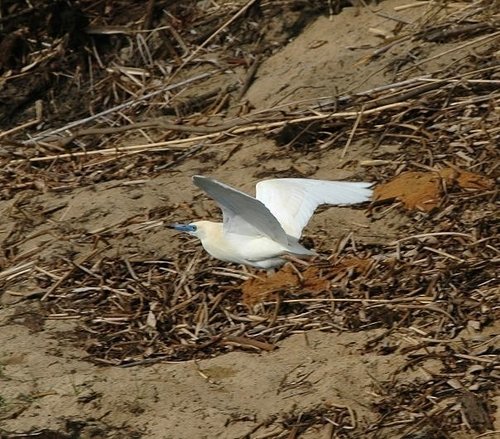 Ardeola idae