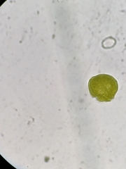 Miozoa