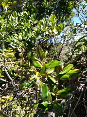 Miconia squamulosa