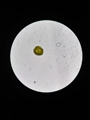 Miozoa