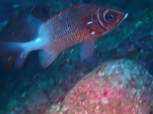 Silverspot squirrelfish