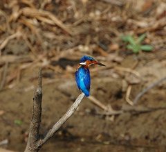 Corythornis vintsioides