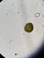 Miozoa