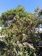 Miconia squamulosa