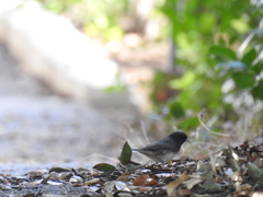 Junco hyemalis cismontanus
