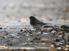 Junco hyemalis cismontanus