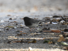 Junco hyemalis cismontanus