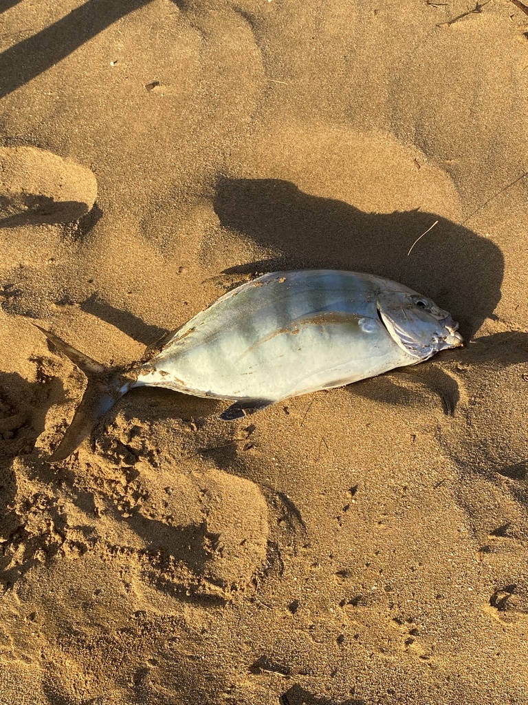 Barred Trevally from Maui, Kihei, HI, US on July 17, 2023 at 06:39 PM ...