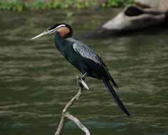 Anhinga rufa vulsini