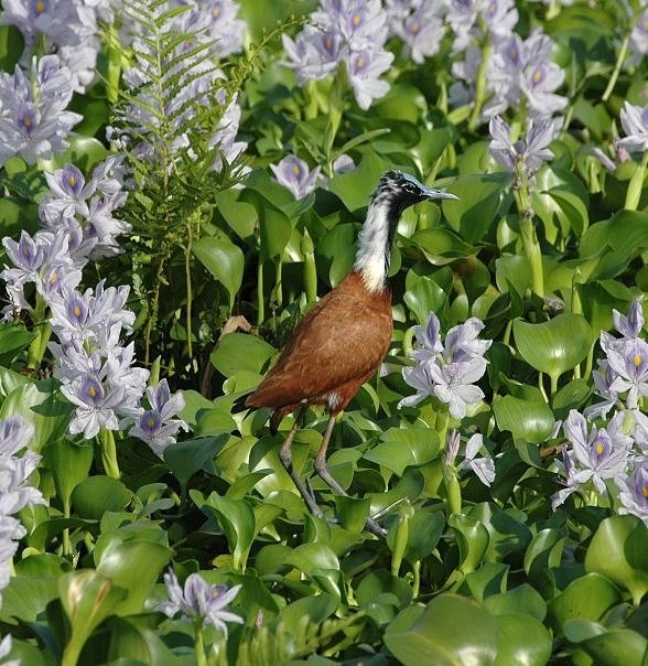 Madagascar Jacana (Actophilornis albinucha), photo 7