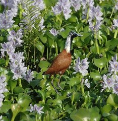 Actophilornis albinucha