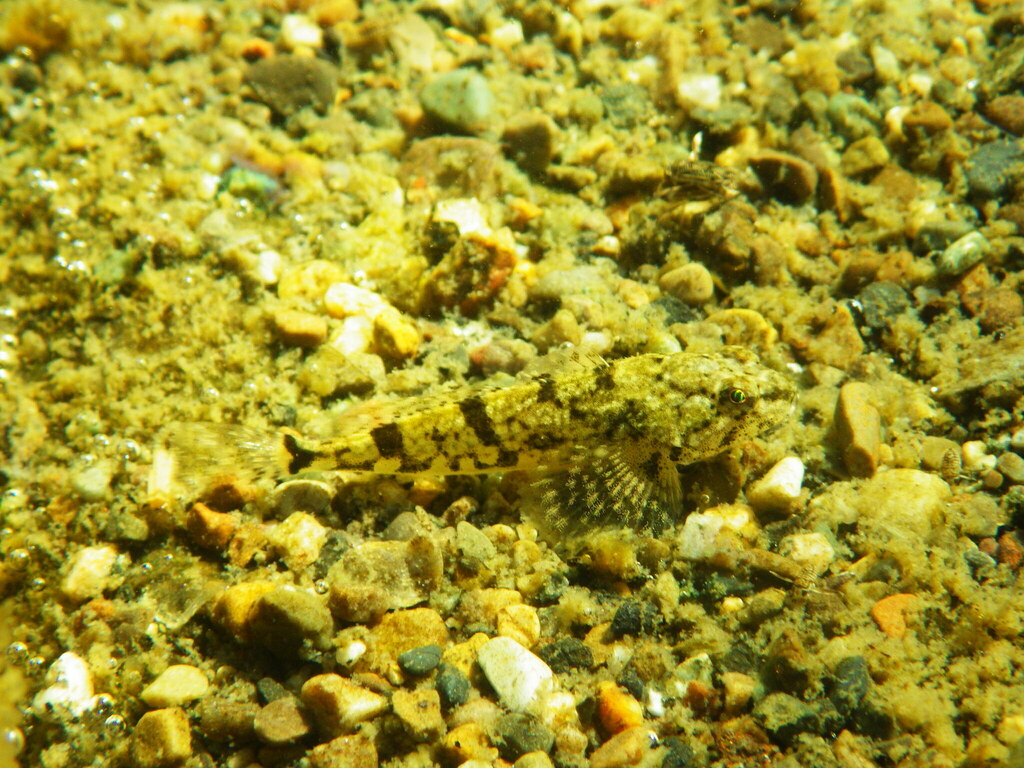 Freshwater Sculpins from Spokane, WA, USA on July 15, 2023 at 05:24 PM ...