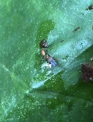 Myrmarachne formosana