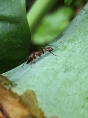 Myrmarachne formosana