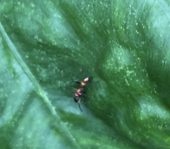 Myrmarachne formosana