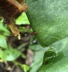 Myrmarachne formosana