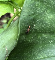 Myrmarachne formosana