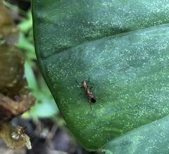 Myrmarachne formosana