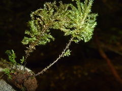 Hypnodendron arcuatum