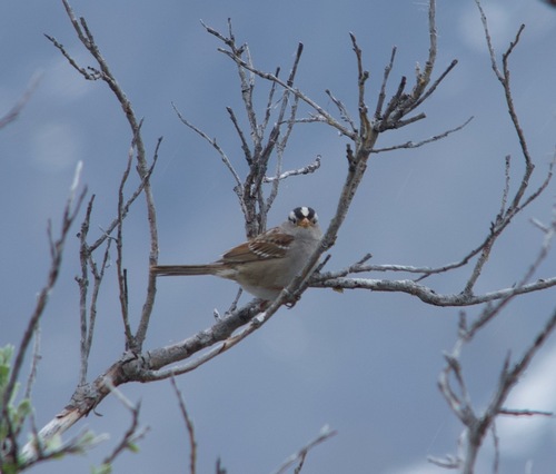 White-crowned Sparrow photographed in Alaska