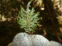 Hypnodendron arcuatum