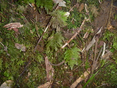 Hypnodendron arcuatum