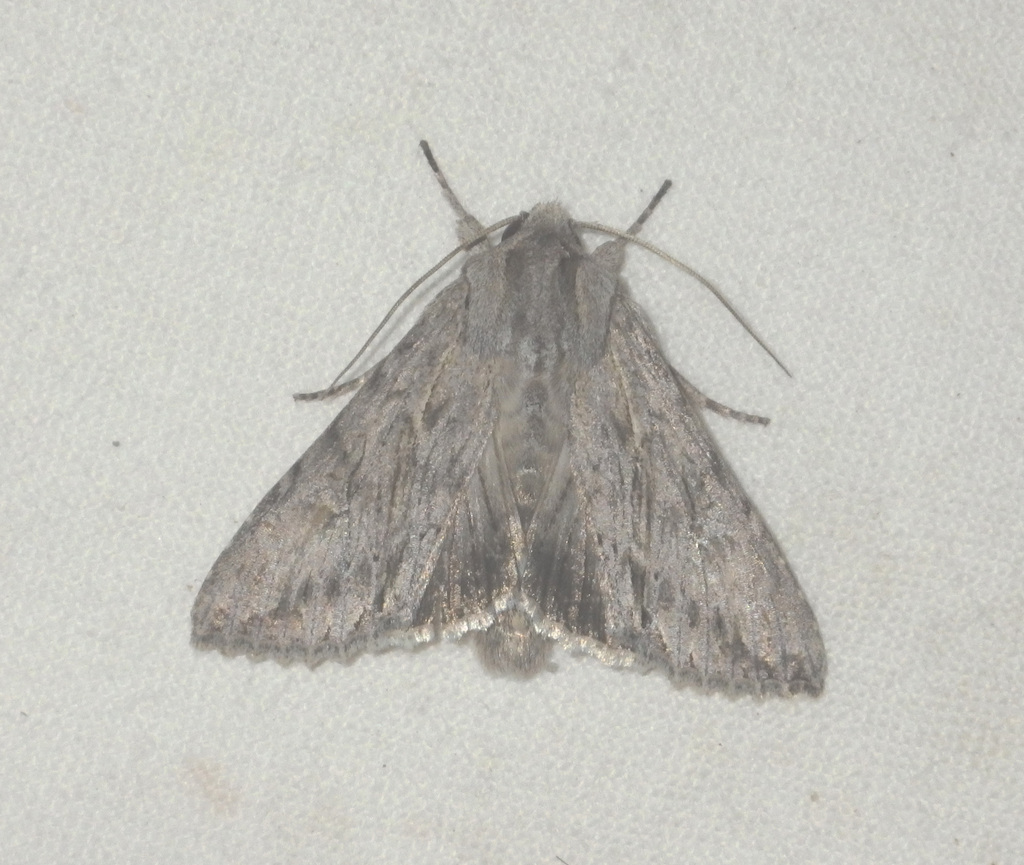 Auchmis detersa