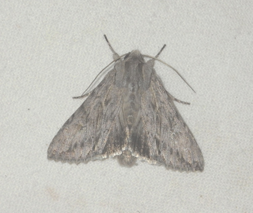 Noctuelle grisonne (La)