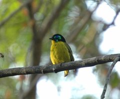 Philepitta schlegeli