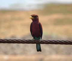 Eurystomus glaucurus