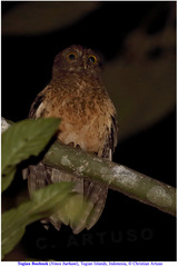 Ninox burhani