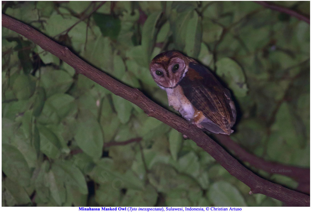 Minahasa Masked Owl
