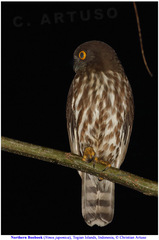 Ninox japonica