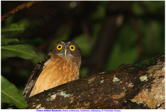 Ninox ochracea