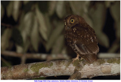 Otus sulaensis