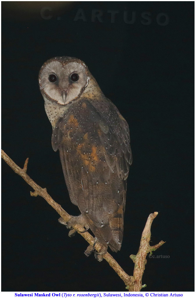 Sulawesi Masked-Owl photo