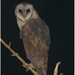 Sulawesi Masked Owl - Photo (c) Christian Artuso, some rights reserved (CC BY-NC-ND), uploaded by Christian Artuso