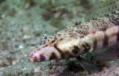 Parapercis stricticeps