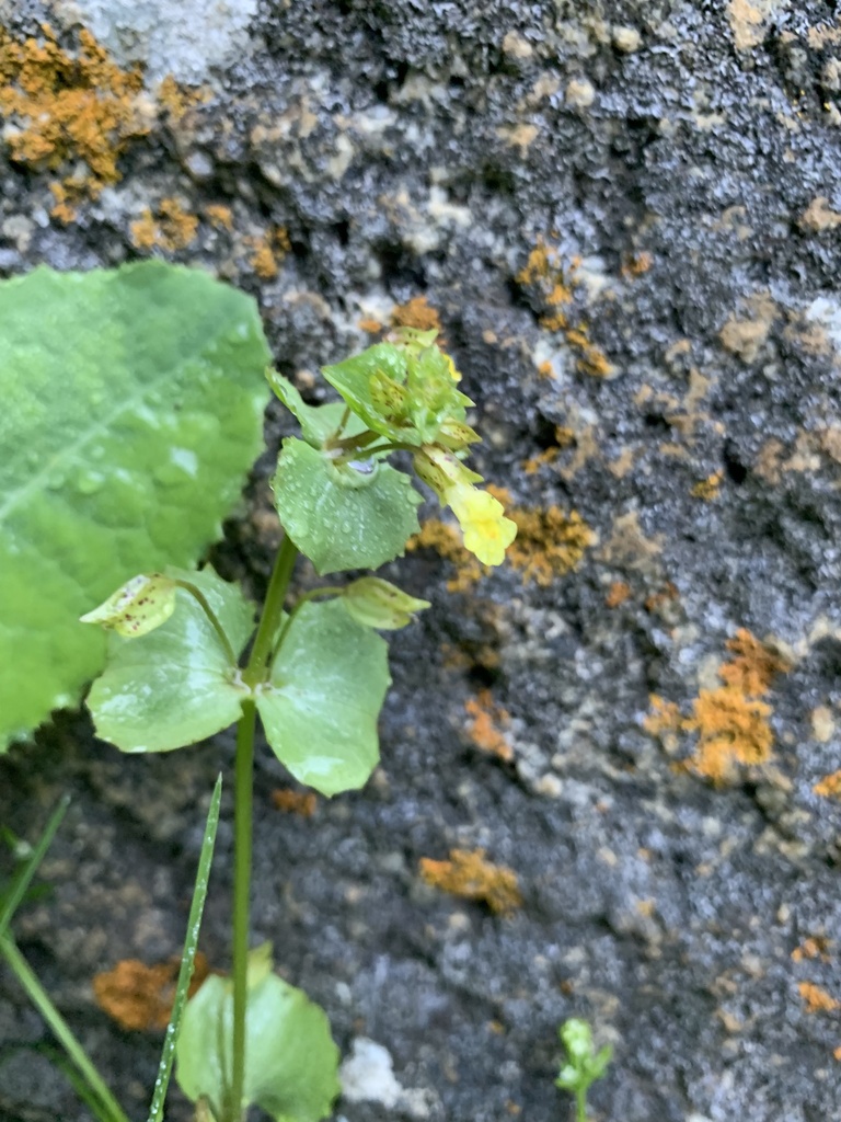 erythranthe-hallii-from-boulder-falls-boulder-co-us-on-july-10-2023
