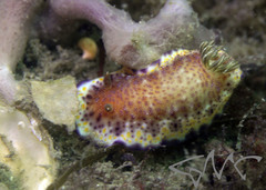Goniobranchus collingwoodi