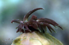 Actinia australiensis image