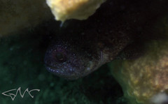 Vincentia novaehollandiae