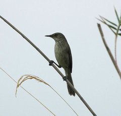 Acrocephalus newtoni