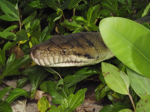 Australian Scrub Python sighting